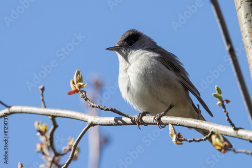 blackcap