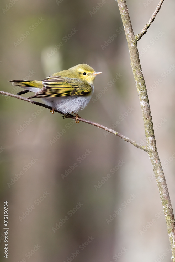 Fototapeta premium Wood Warbler