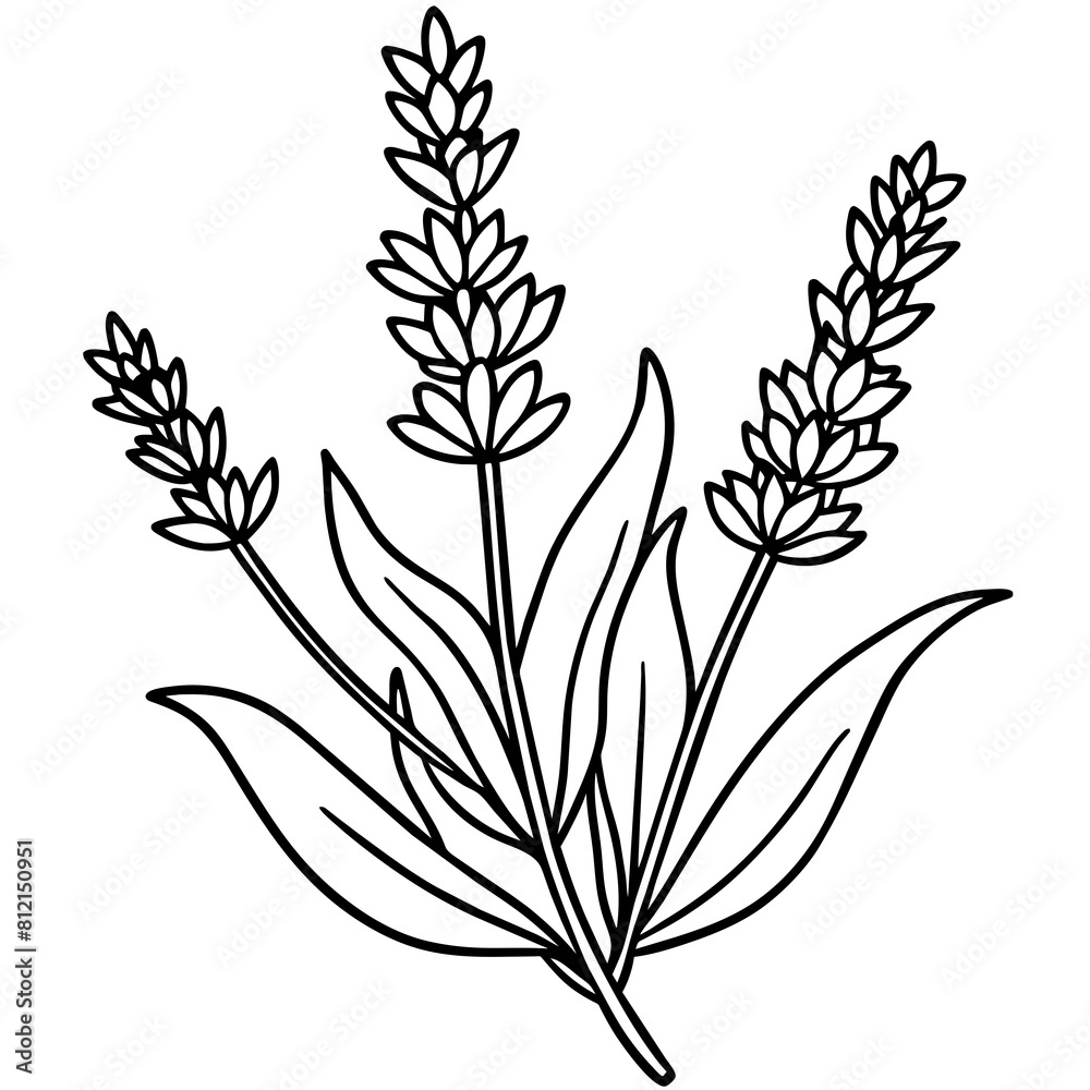 Lavender flower outline coloring book page line art drawing vector illustration for children and adults Lavender flower outline coloring book page line art drawing vector illustration for children and adults