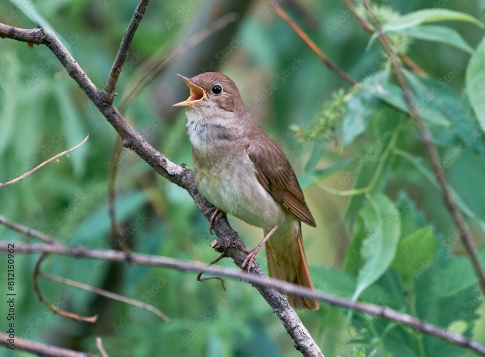 The nightingale sits on a branch. The nightingale sits on a branch.
