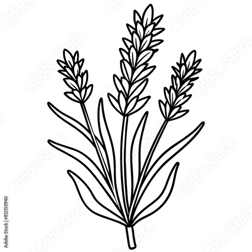 Lavender flower outline coloring book page line art drawing vector illustration for children and adults