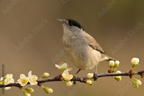 Eurasian blackcap Sylvia atricapilla bird songbird wildlife nature predator cock o the north, beautiful animal mountain finch, animal, bird watching ornithology, flower bud fauna wildlife Europe