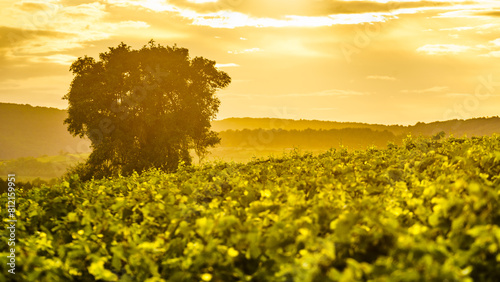Vineyard at sunset. France © Voyagerix