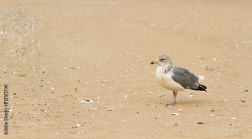 White and grey seagull stands on the yellow sand beach, looking straight. Banner. Copy space