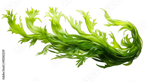 Green algae seaweed. Isolated on transparent background photo