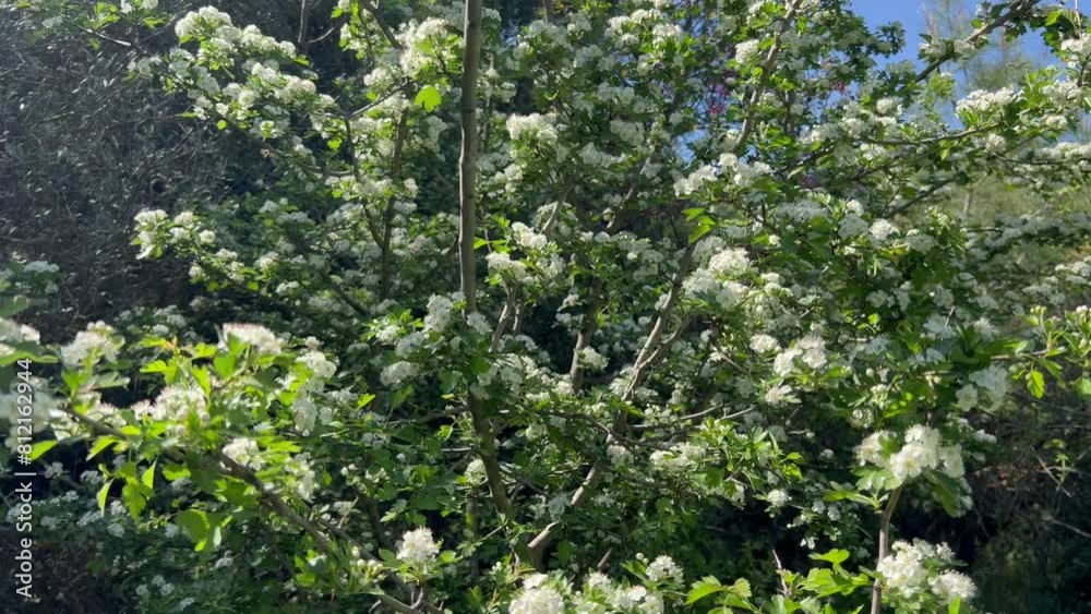 Flowering trees by spring in forest Flowering trees by spring in forest