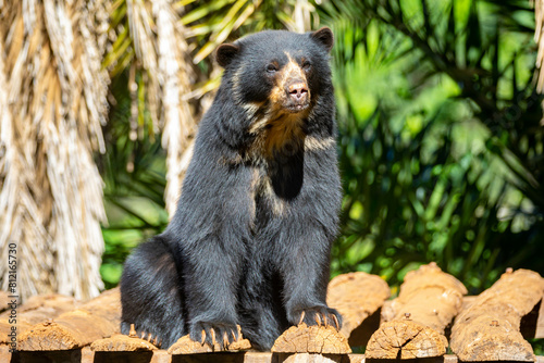 Spectacled bear native to South America in close-up and selective focus. (Tremarctos ornatus)