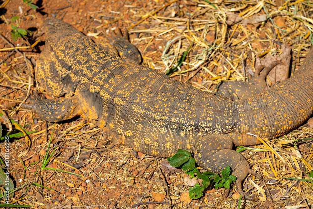 Obraz premium Large lizard known as tegu (Salvator merianae or Tupinambis merianae)