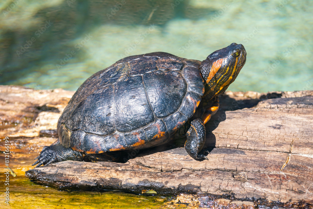 Typical water turtle from Brazil and the tropical forest Typical water turtle from Brazil and the tropical forest