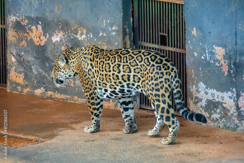 Canvas Print South American jaguar (Panthera onca)