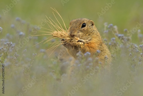 European ground squirel Spermophilus citellus rodent eurasian black-bellied common grassland in fields of landscape cereal wheat region, beautiful eyes and fur, eats flower grass Europe photo