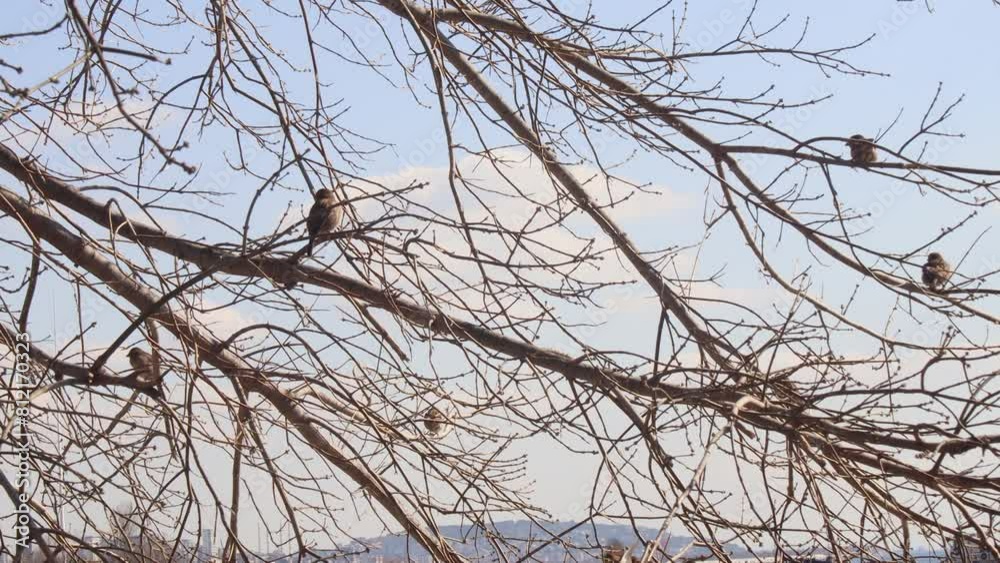 Sparrows on the tree branches near seaside 