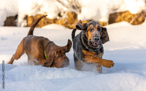 Photo in motion: portrait of two Bloodhound dogs playing with each other on a sunny winter day.