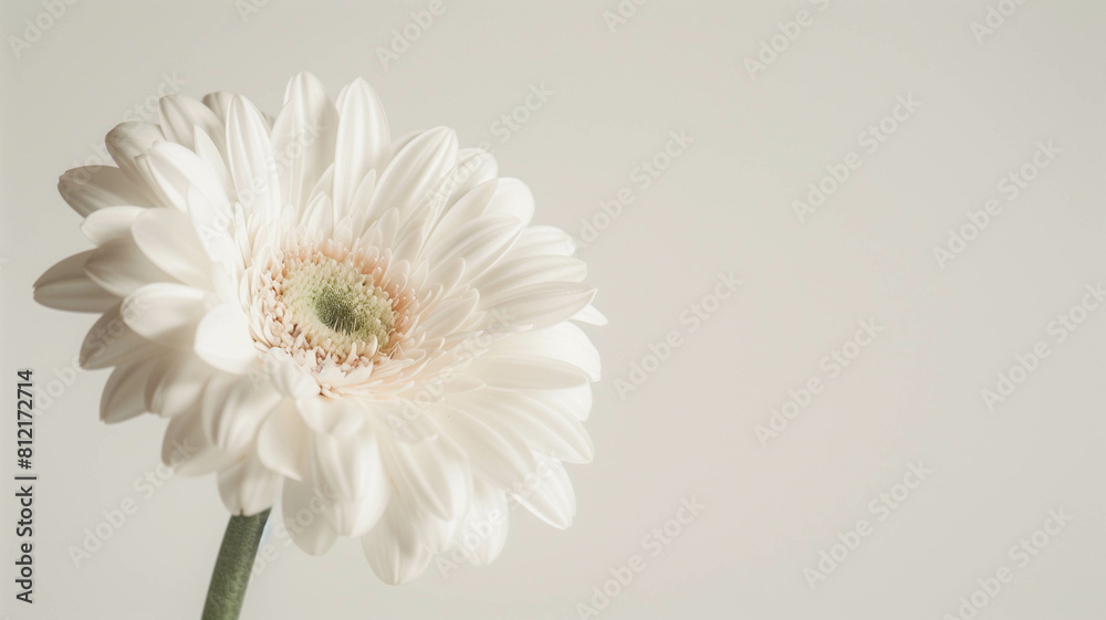 A close-up of a single white flower against a clean, white background, showcasing its natural beauty and elegance. Ai generated