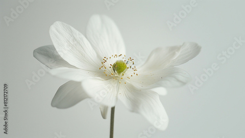 A close-up of a single white flower against a clean  white background  showcasing its natural beauty and elegance. Ai generated