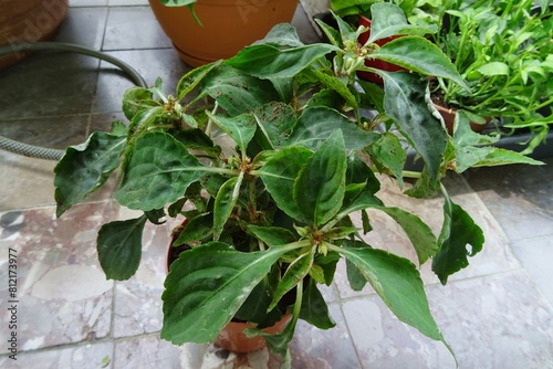 Impatiens flower plant, busy Lizzie. Frozen, withered flowering plant transported in a shipment. photo