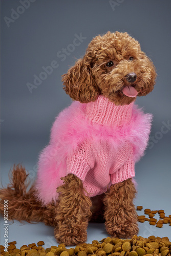 poodle puppy in pink basket
