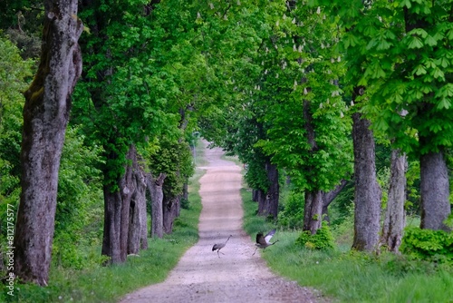 Couple of common cranes (Grus grus), also known as the Eurasian crane on road among trees in countryside