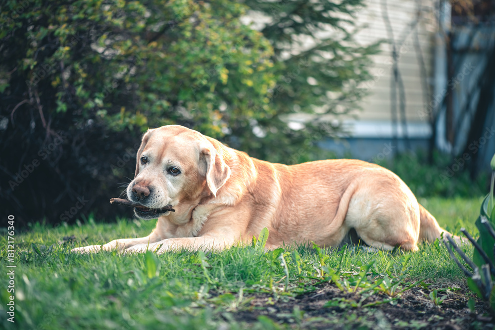 Adorable fawn Labrador on the grass gnaws on a stick. Recreation, Garden Adorable fawn Labrador on the grass gnaws on a stick. Recreation, Garden