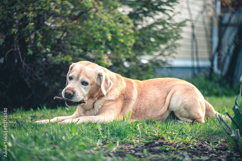 Adorable fawn Labrador on the grass gnaws on a stick. Recreation, Garden