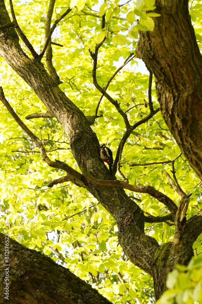 Fototapeta premium Vibrant and tranquil nature in Denmark 