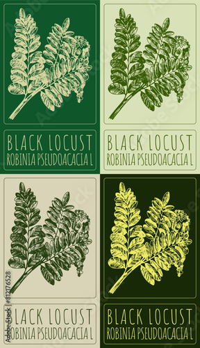 Set of vector drawing BLACK LOCUST in various colors. Hand drawn illustration. The Latin name is ROBINIA PSEUDOACACIA L.

