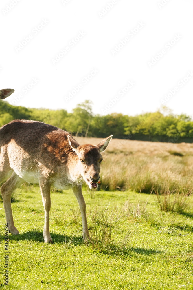 Vibrant and tranquil nature in Denmark	