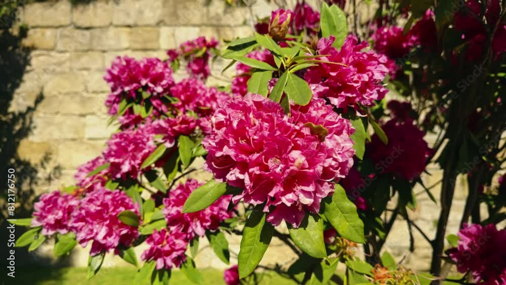 Lush Pink Rhododendron Blooms Under Blue Sky Lush Pink Rhododendron Blooms Under Blue Sky