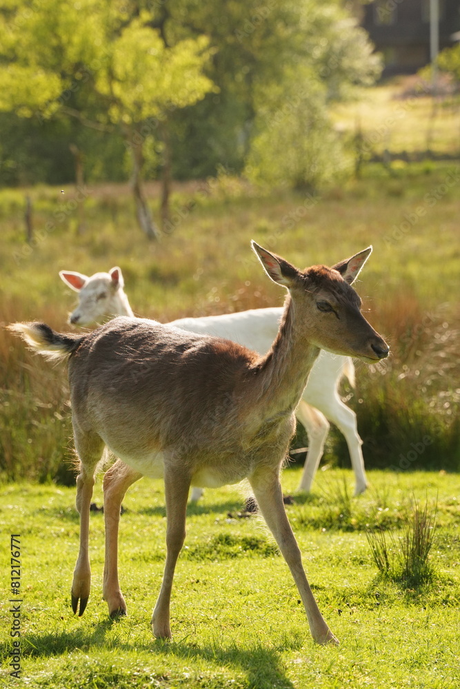 Vibrant and tranquil nature in Denmark Vibrant and tranquil nature in Denmark