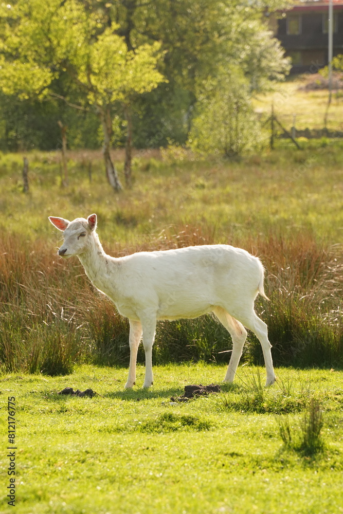 Vibrant and tranquil nature in Denmark Vibrant and tranquil nature in Denmark