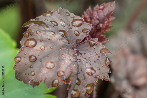 Gardening. A sheet of geyhera in raindrops. Flower shop photo