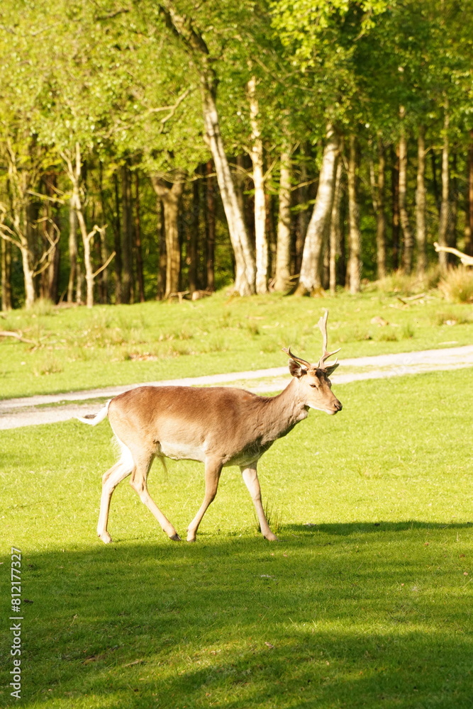 Vibrant and tranquil nature in Denmark Vibrant and tranquil nature in Denmark