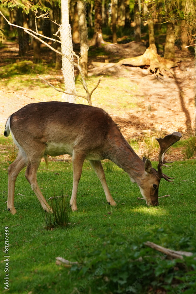 Vibrant and tranquil nature in Denmark Vibrant and tranquil nature in Denmark
