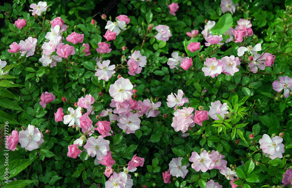 Seven-sisters rose or rosa multiflora after rain.