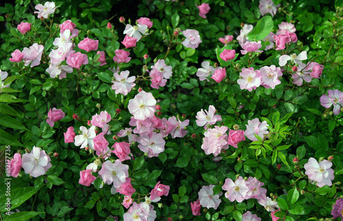 Seven-sisters rose or rosa multiflora after rain.