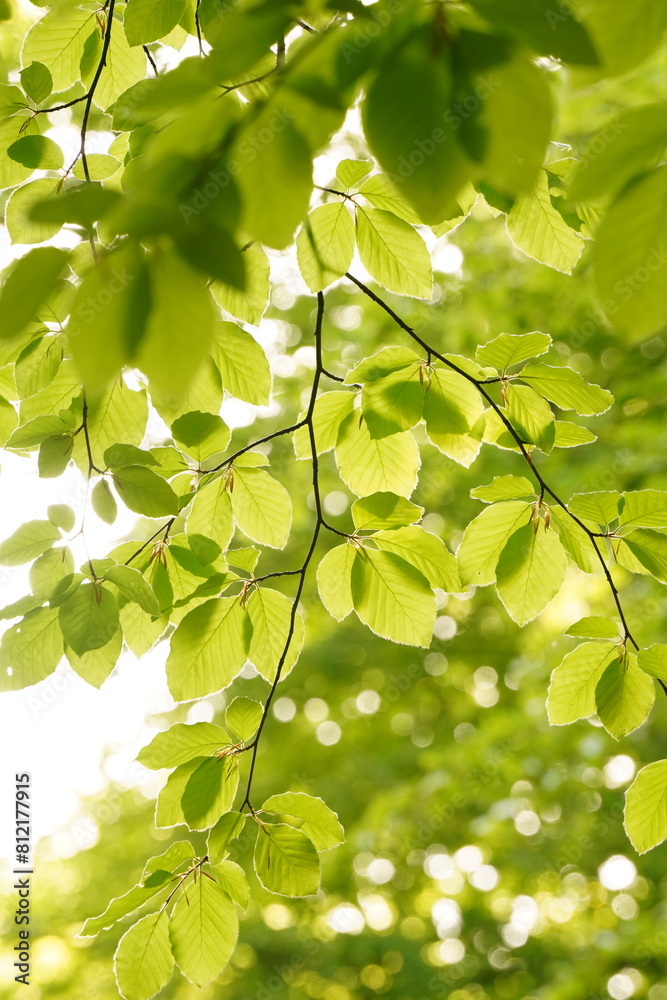 Vibrant and tranquil nature in Denmark Vibrant and tranquil nature in Denmark