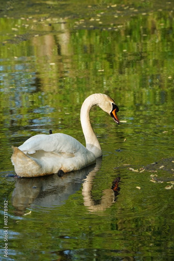 Fototapeta premium Vibrant and tranquil nature in Denmark 