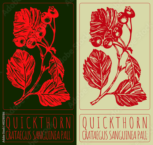 Vector drawing BLOOD RED HAWTHORN. Hand drawn illustration. The Latin name is CRATAEGUS SANGUINEA PALL