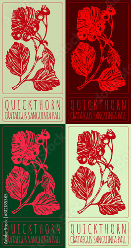 Set of vector drawing BLOOD RED HAWTHORN in various colors. Hand drawn illustration. The Latin name is CRATAEGUS SANGUINEA PALL.
