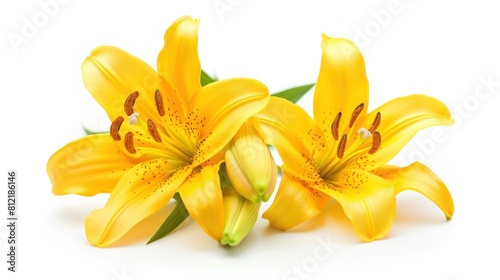 Yellow Lily flowers close-up isolated on a white background.