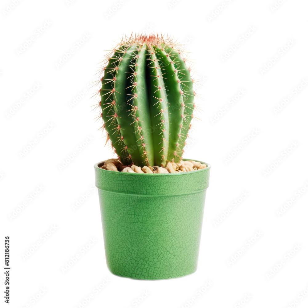 Green Cactus In Pot. Isolated on Background Green Cactus In Pot. Isolated on Background
