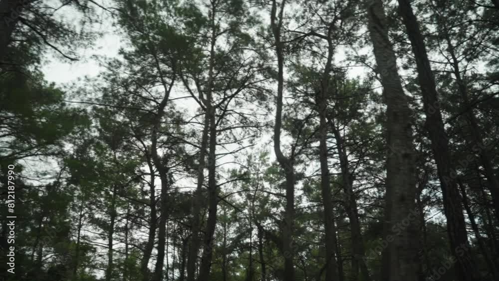 Looking up at the tall pine trees while moving, slow motion.