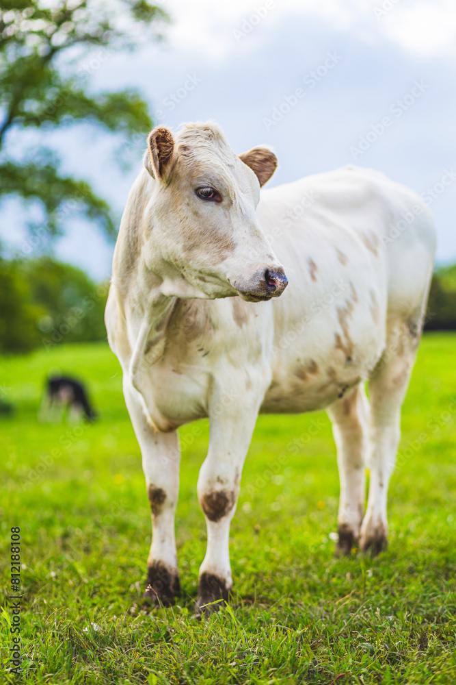 Young white Charolaise cow grazing near a farm in France, vertical photography Young white Charolaise cow grazing near a farm in France, vertical photography