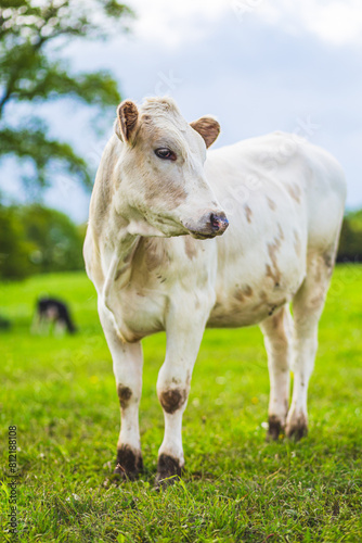 Young white Charolaise cow grazing near a  farm in France  vertical photography
