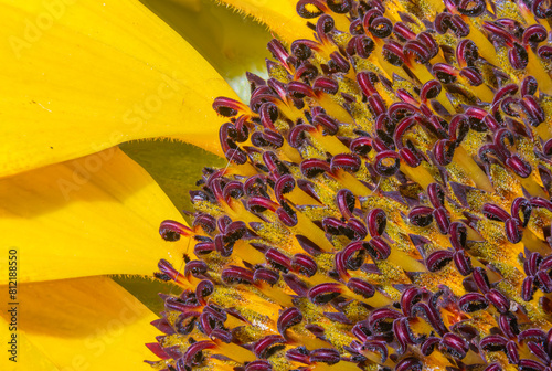 Sonnenblume Blütenstand Samenkorn Makro