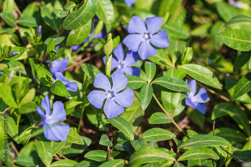 Blue vinca flowers in the garden, periwinkle.