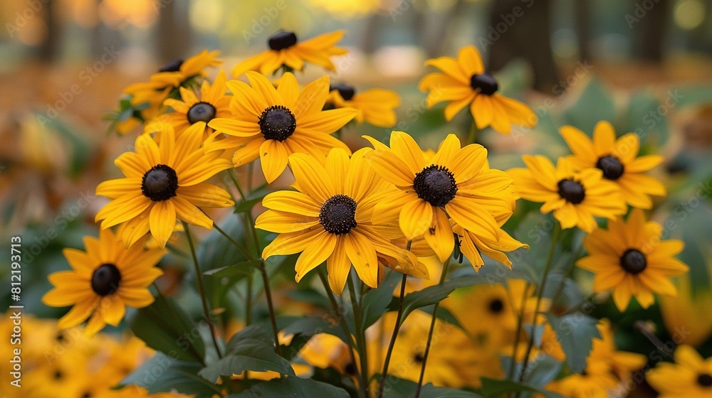 A field of yellow flowers, with many blooming in the fall or early fall A field of yellow flowers, with many blooming in the fall or early fall