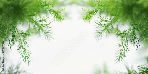 Green leaves and branches of a plant on a white background.