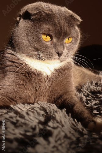 cat on the window