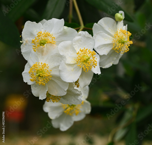 Beautiful close-up of carpenteria californica photo